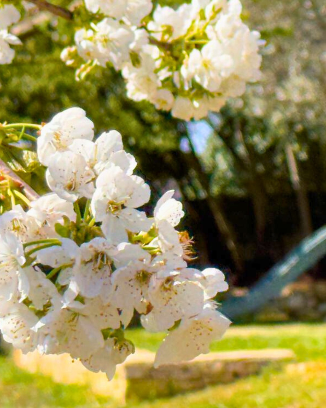 ?✨ Nel cuore della nostra Masseria Pilano, ogni fiore racconta una storia di amore, cura e bellezza, proprio come ogni mamma. Oggi celebriamo tutte le mamme, quelle che con grazia e passione fanno fiorire il mondo intorno a loro. ??
??? Che sia un momento di gioia, serenità e tante risate. Buona Festa della Mamma a tutte le mamme che rendono speciale ogni giorno! ?
? Fiori, natura e amore… qui alla Masseria Pilano, ogni angolo è un tributo alla bellezza della vita!
? Wedding & Events
? Stay in Nature
? Experiences
☎️ 099 613 107
? info@pilano.it
? tiny.cc/nelcuoredellapuglia
Il tuo evento, la tua esperienza, il tuo angolo di Puglia con un cuore innovativo ✨
