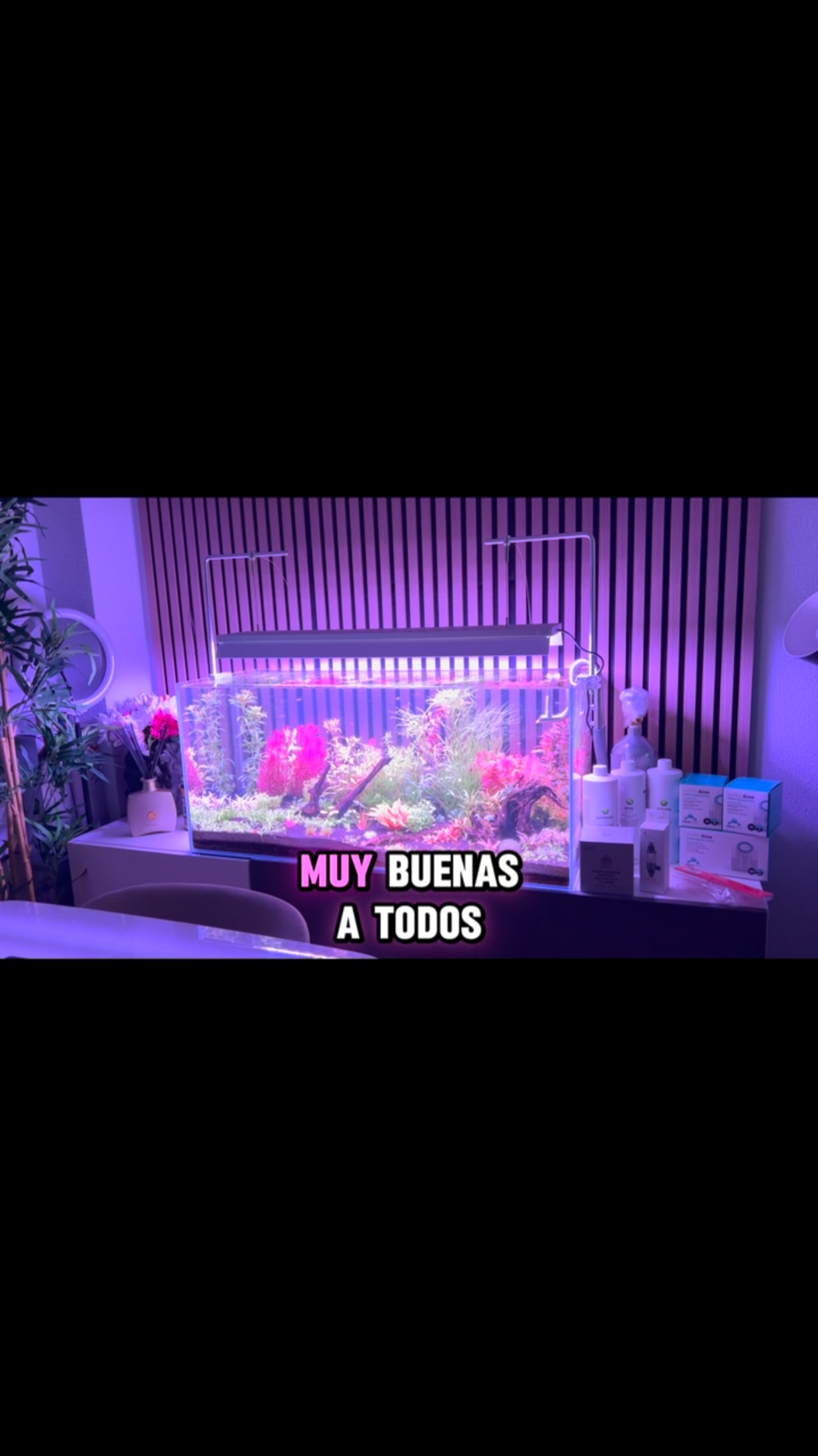 Os muestro el avance de mi acuario, un acuario sencillo, sin complicarnos mucho con grandes mediciones ni abonados complicados.
〰️〰️〰️〰️〰️〰️〰️
✅ Trabajando duro para ser tu mejor opción
〰️〰️〰️〰️〰️〰️〰️
? Plaza La Constitución 3, Alcorcón
〰️〰️〰️〰️〰️〰️〰️
? www.aquasalvaje.com
〰️〰️〰️〰️〰️〰️〰️
#aquasalvaje #madrid #alcorcon #aquarium #aquascape #aquascaping #aquariumdesign #acuarioplantado #aquariumhobby #aquascaper #acuario #acuariofilia #acuariofiliaespaña #acuariofiliamadrid