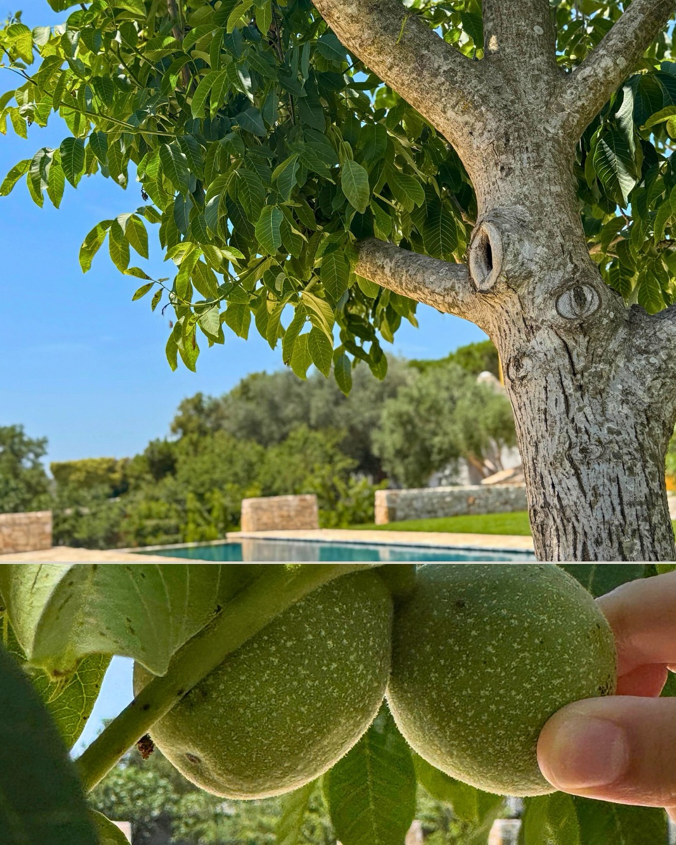? Notte di San Giovanni, magia tra i rami
Continua da generazioni il rito della raccolta delle 23 noci la notte di San Giovanni, per ottenere il tradizionale nocino da gustare in famiglia a Natale.
Anche tu hai una tradizione che sa di casa?
? Wedding & Events
? Stay in Nature
? Experiences
☎️ 099 613 107
? info@pilano.it
? tiny.cc/nelcuoredellapuglia
Il tuo evento, la tua esperienza, il tuo angolo di Puglia con un cuore innovativo ✨
#nocino #notteSanGiovanni #masseriapilano #ritualinaturali #tradizionidifamiglia