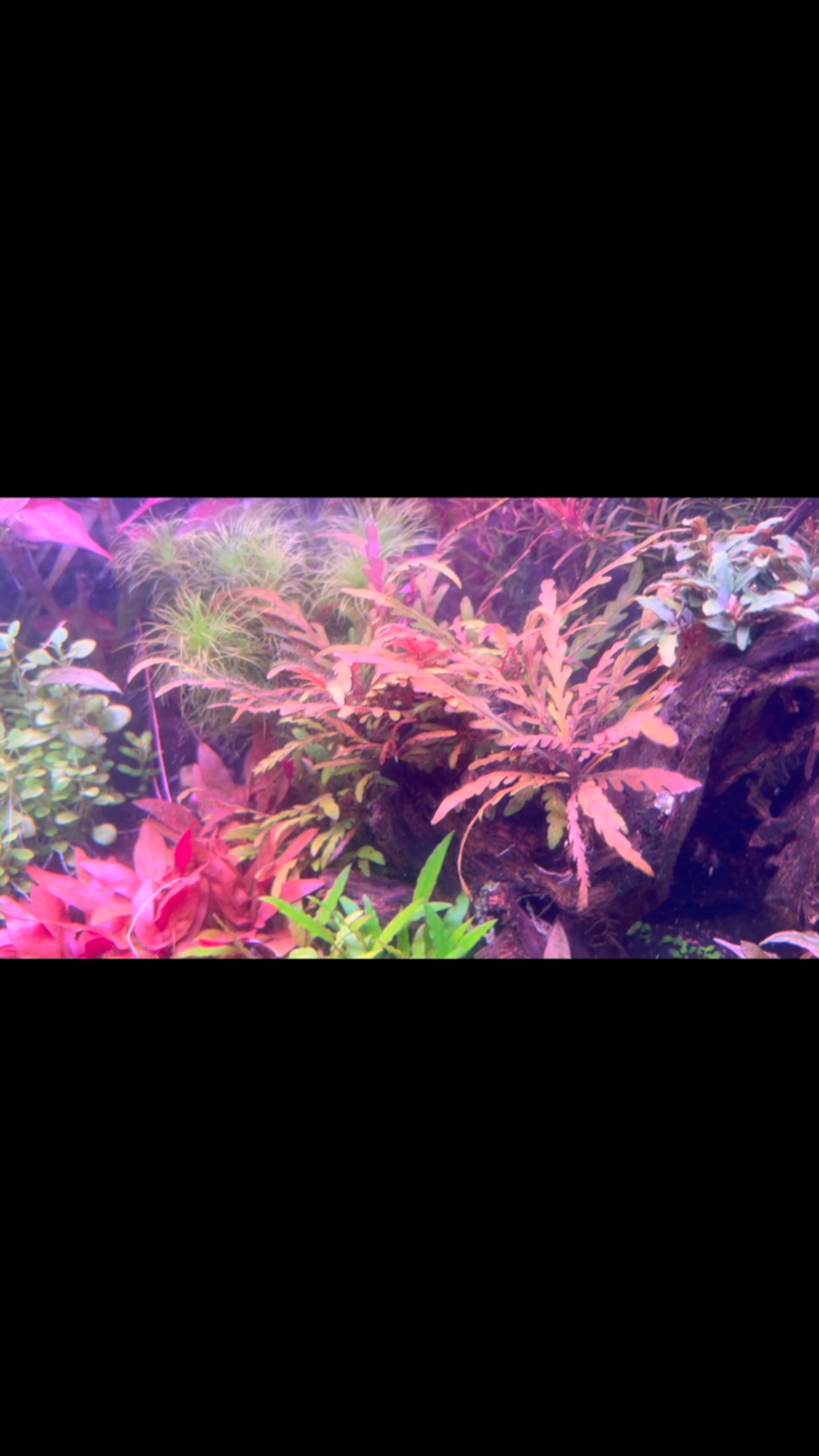 Crear, crear un paisaje, un equilibrio, matices que nos regalan esta afición.
〰️〰️〰️〰️〰️〰️〰️〰️〰️〰️
✅Trabajando duro cada día para ser tu mejor opción
〰️〰️〰️〰️〰️〰️〰️〰️〰️〰️
? Plaza Ondarreta 1, 28923, Alcorcón.
〰️〰️〰️〰️〰️〰️〰️〰️〰️〰️
? www.aquasalvaje.com
〰️〰️〰️〰️〰️〰️〰️〰️〰️〰️
#aquasalvaje #madrid #alcorcon #aquarium #aquascape #aquascaping #aquariumdesign #acuarioplantado #aquariumhobby #aquascaper #acuarioholandes #aquariumholland #plantsaquarium