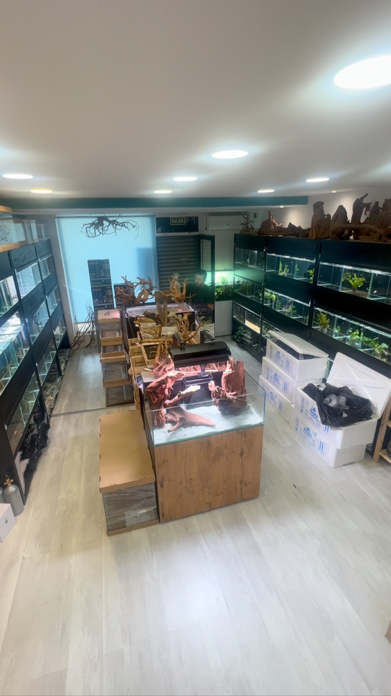 ?✨ ¡Nueva llegada en Aquasalvaje!
Así recibimos a nuestros nuevos peces ?: aclimatándolos con cuidado y paciencia para que se adapten perfectamente a su nuevo hogar ??.
En este vídeo te lo muestro en cámara rápida ?⚡.
? Ven a conocerlos en persona y descubre todas las novedades en nuestra tienda.
#Aquasalvaje #Acuarios #PecesTropicales #NuevaLlegada #Aquascaping #PecesDeAcuario #Acuariofilia #FishTank #AquariumLovers #AcuarioTropical #AmantesDeLosPeces #AcuariofiliaEspaña #aquariumhobby