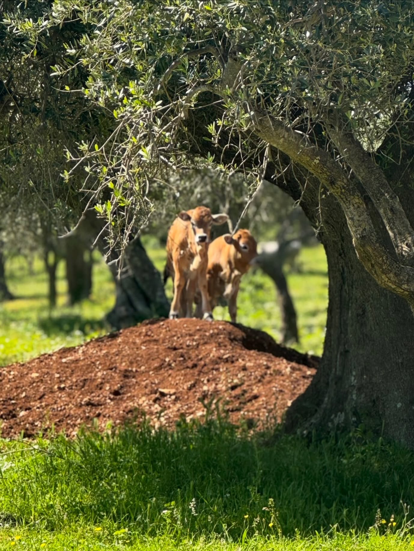 #masseriapilano #goodlife #greenlife #podolica #allevatoriitaliani #nature #goodpal #miglioriamici