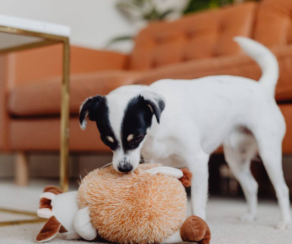 September is the perfect month for a refresh ?✨
New toys, fresh bedding, and a restock of your pet’s favorites make for a happy, healthy season ahead. ?