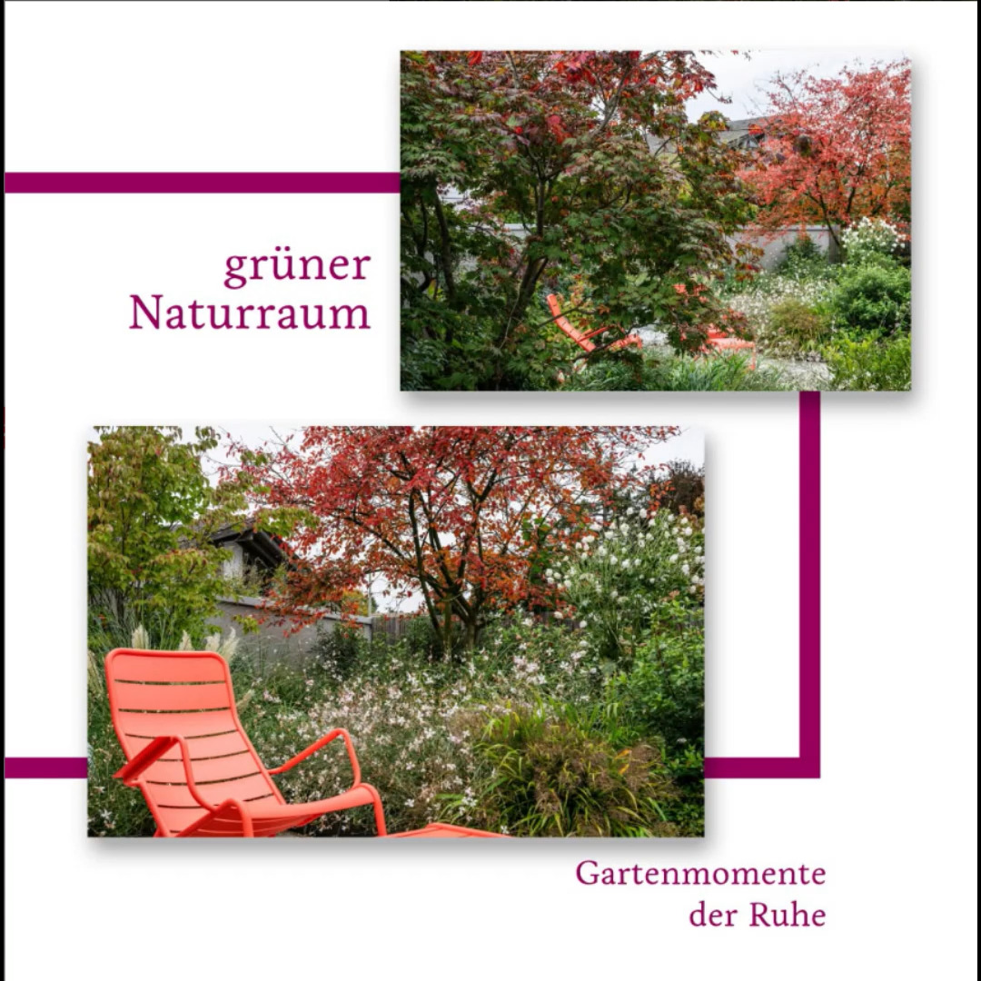 Ein Garten lebt von seinen Kontrasten und dem Zusammenspiel der Pflanzen. Im Vordergrund prägt der japanische Ahorn (Acer japonicum ‘Aconitifolium’) mit seinem fein geschlitzten Laub die Szenerie und verleiht dem Raum Struktur und Tiefe. Dahinter setzt die Amelanchier (Felsenbirne) mit ihrer intensiven Herbstfärbung einen leuchtenden Akzent, der den Garten in ein farbiges Bild verwandelt. Zwischen Sträuchern, Stauden und Gräsern entsteht so ein lebendiger Naturraum, der Ruhe schenkt und zum Verweilen einlädt.
Dieser Garten zeigt, wie bewusst gesetzte Pflanzenwahl Atmosphäre schaffen kann: klare Strukturen, harmonische Übergänge und ein Zusammenspiel, das zu jeder Jahreszeit seine Wirkung entfaltet.
____________________________________________
Planung: Christoph Rabl
Fotograf: Ferdinand Graf Luckner
#gartengestaltung #gartenidee #gartendesign #gartenträume #gartenarchitektur #naturraum #gartenmomente #grüneoase #wohlfühlgarten #ruheort #garteninspiration #gartenliebe #entschleunigungfürdieseele #majuntke #majuntkegärtnervoneden #gärtnervoneden #mainburg