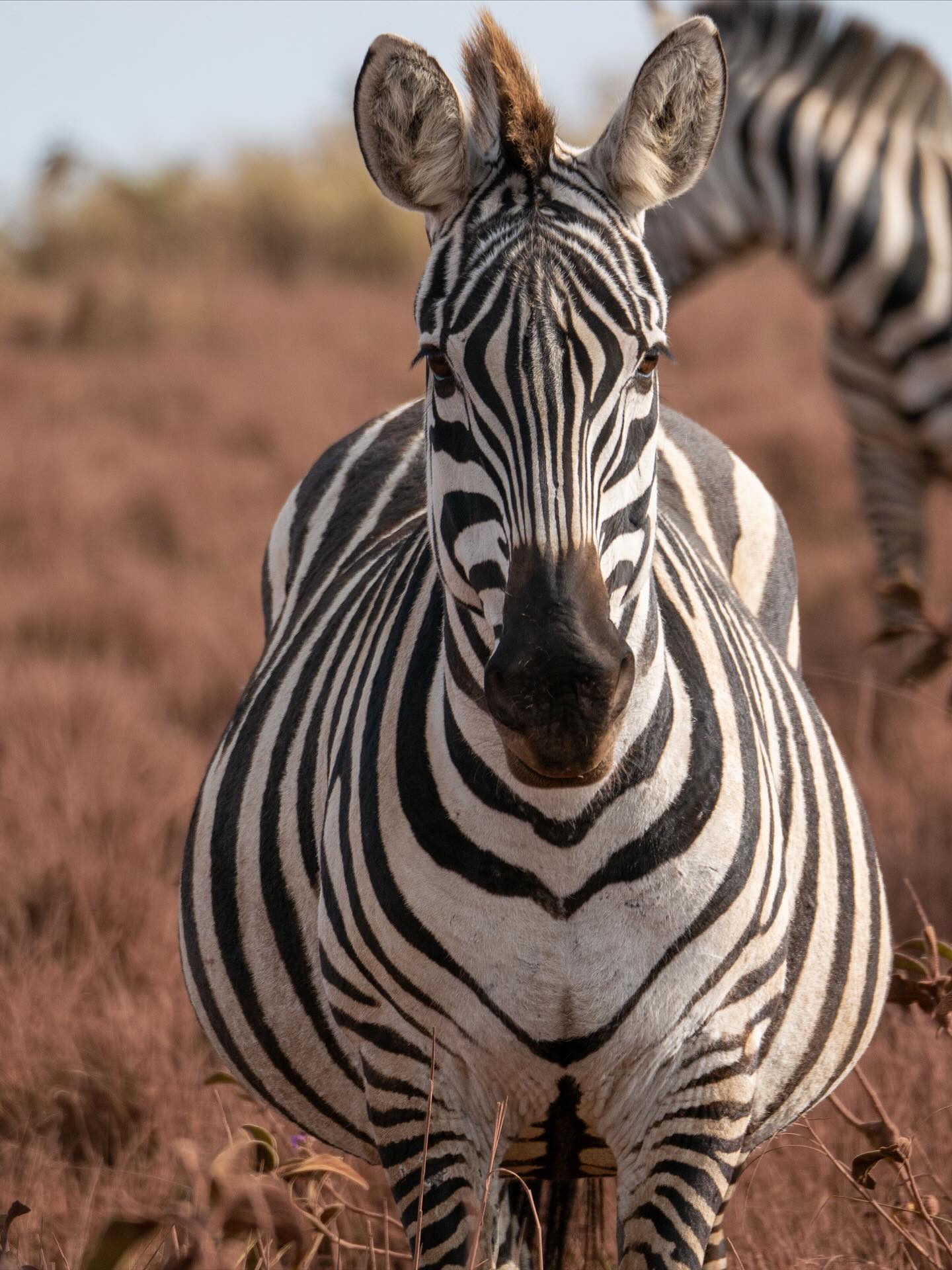rich, because I saw this with my own eyes 🥹🩷
Man, war das ein Abenteuer 🇹🇿 🤠 Wer hätte gedacht, dass wir unfreiwillig unser Highlight - die #serengeti - gegen 2 Tage afrikanisches Krankenhaus eintauschen müssen? Ich zumindest nicht
Nach etlichen #hakunamatata und #polepole ging es dann aber trotzdem in die Nationalparks. Safari-Paulina ist massiv begeistert und will nochmal 🐘 🦒 🦁
Also nächstes Mal dann Serengeti und #kilimanjaro , @roxana_eileen ? 🤩
.
.
.
#safari #tanzania #tarangirenationalpark #ngorongorocrater #lakemanyara #animal #wildlife #photography #africa #natgeoyourshot
TANZANIA
WILDLIFE
SAFARI
TARANGIRE
NGORONGORO CRATER
LAKE MANYARA