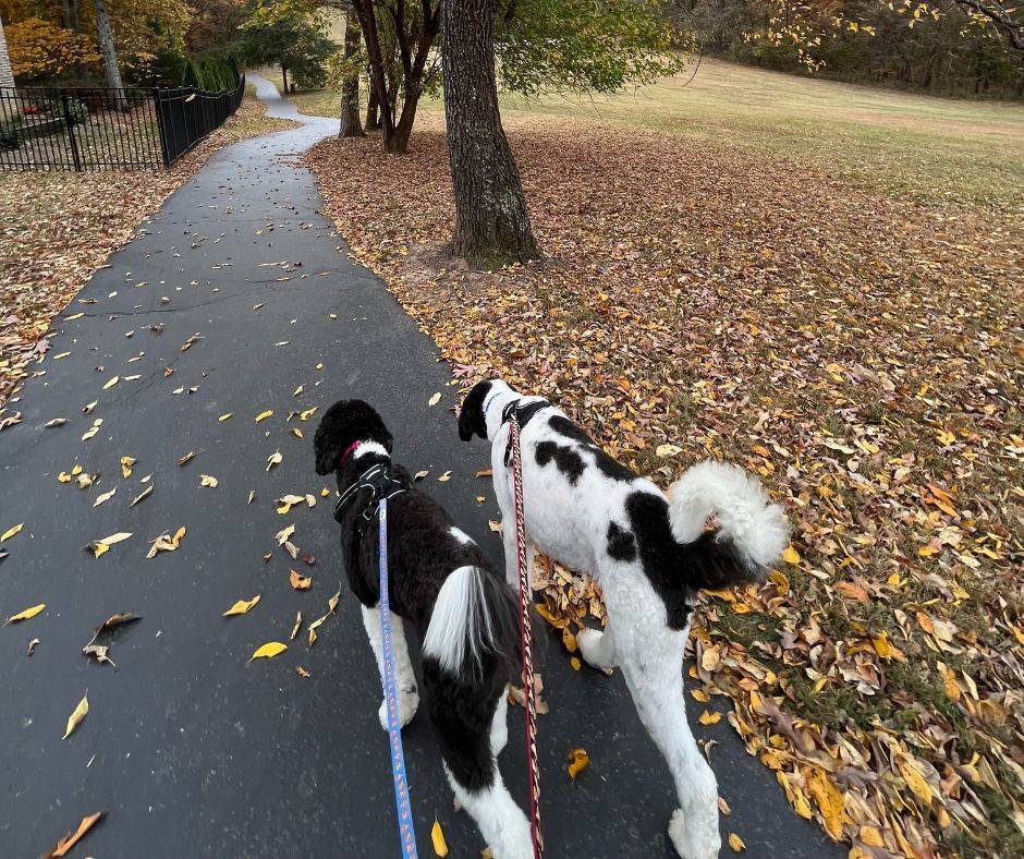 Fall walks are some of the best walks of the year! ?
Where is your favorite place to go on a walk with your pup? ?