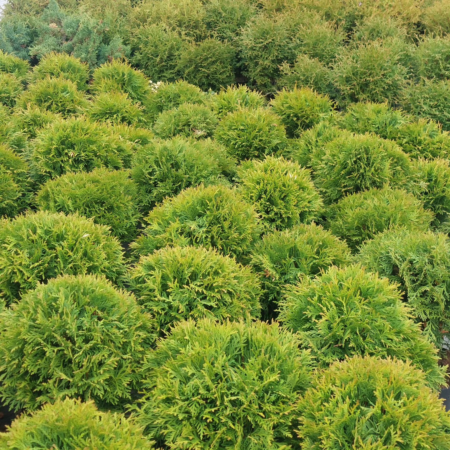 ? Kandalífviður Danica ?
#solskogar #sólskógar #íslenskframleiðsla #íslensktjátakk #thuja
