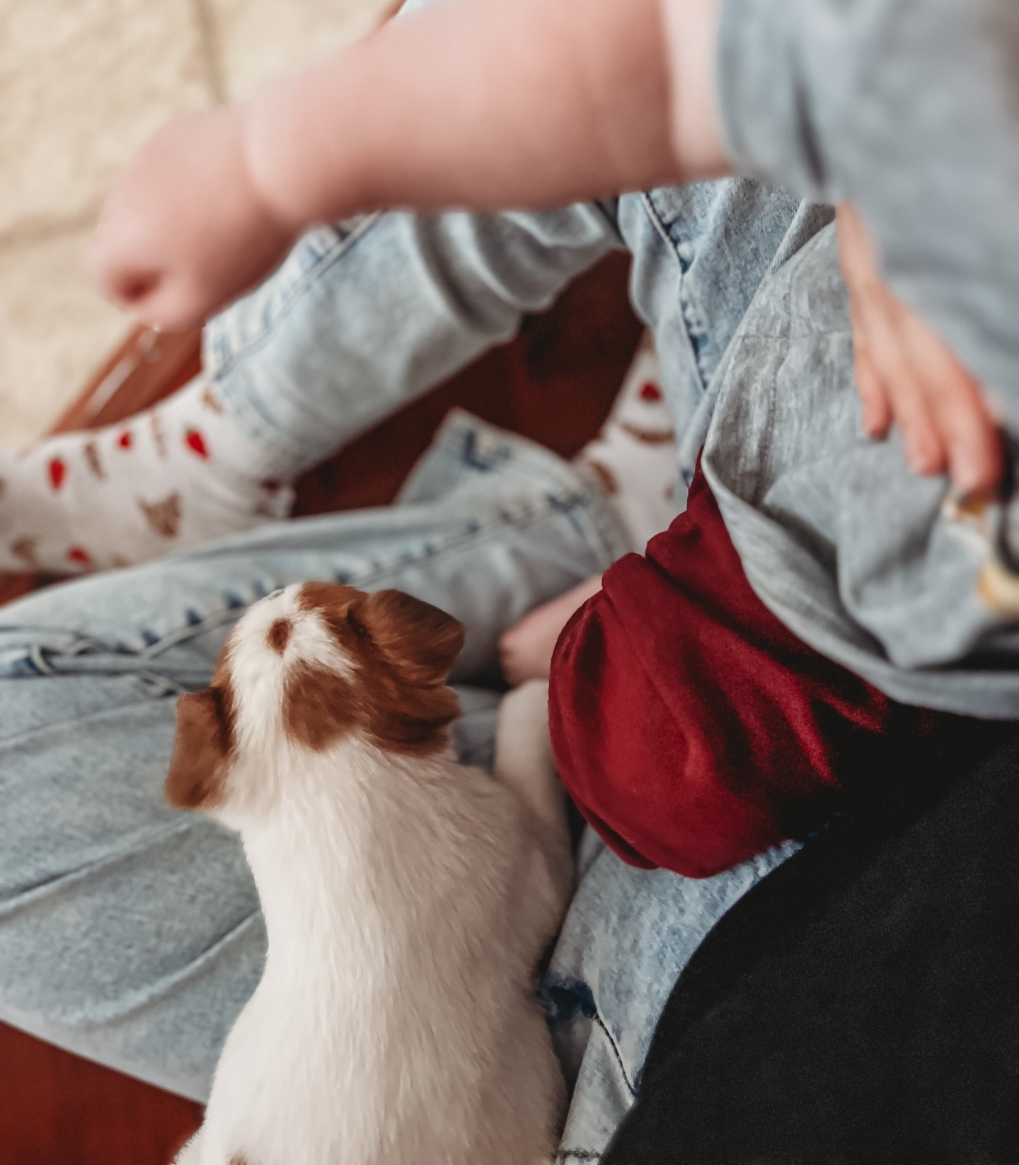 I mean everyone knows my middle name is Chaos??♀️??
#newpuppy #sleepdeprivationdecisions