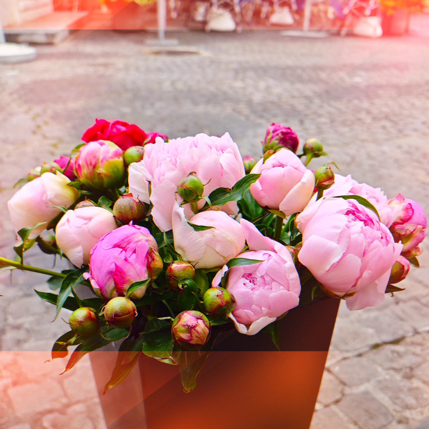 #pfingstrosenliebe #luzernerwochenmarkt