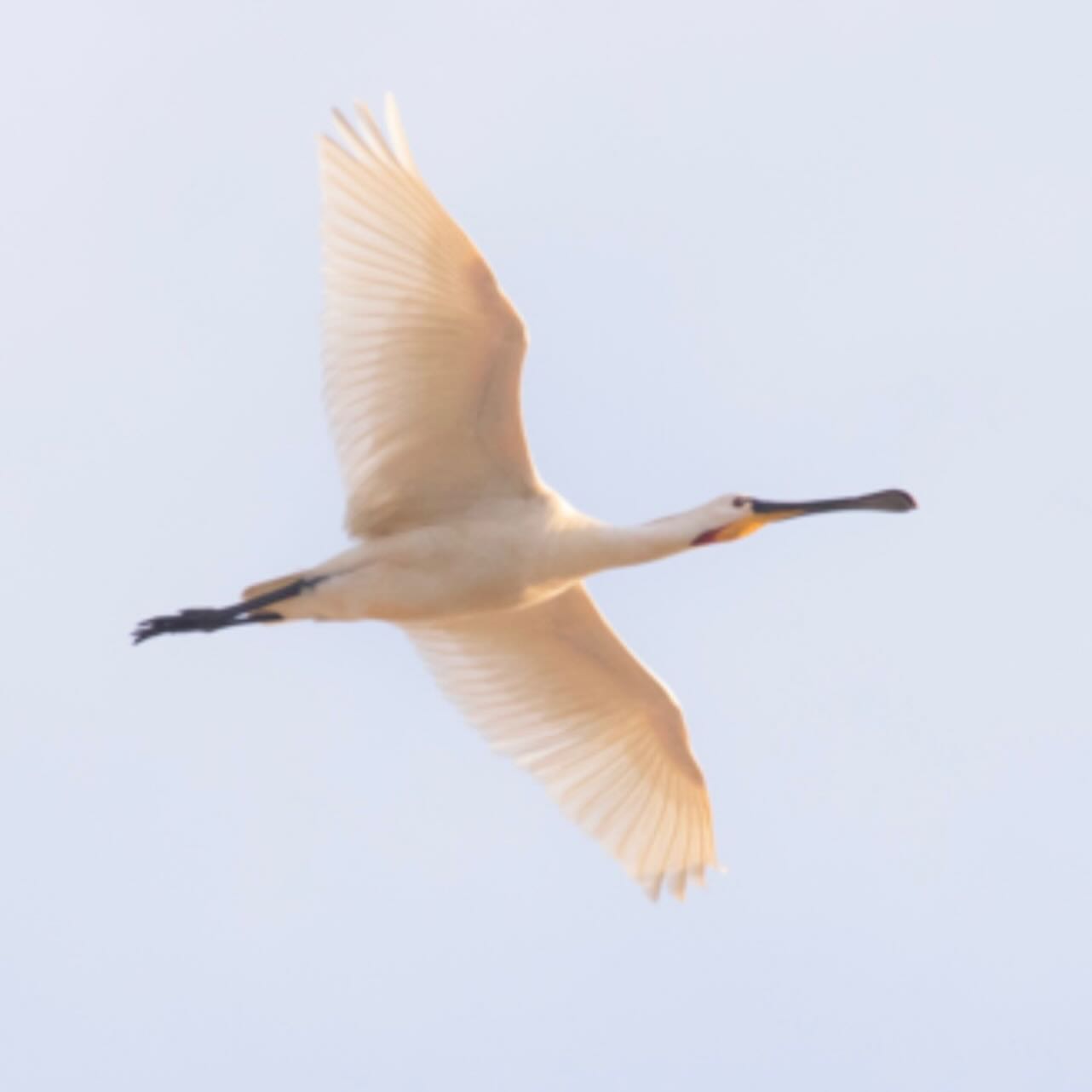 Heb je ze al gezien? Op 25 februari arriveerden er een groep van 12 lepelaars in het landgoedbos in Cronesteyn. Een prachtig gezicht in de blauwe lucht boven het bos op deze eerste vroege lentedag.
Eerder vorige week waren er al een aantal teruggekeerd uit het zuiden. Ze nemen hun plek tussen de blauwe reigers weer in en zullen veel bekijks trekken. Dus hup, de polder in dit weekend! Lepelaars kijken!
#lepelaars #polderpark #polderparkcronesteyn #stadvanontdekkingen #sleutelstad