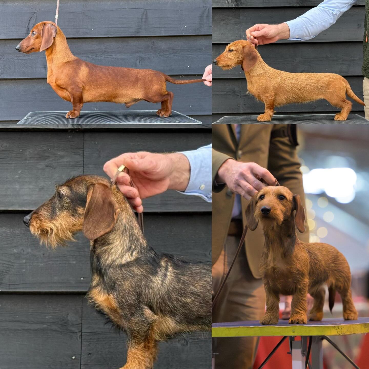 IDS Rijnland 💎
Met 5 Triple Crown diamantjes naar huis 😉
Kw:
Orion Fortuna vd Hoefstal 1exl Junior BOB
Ingrid vd Hoefstal 1exl Junior Best Bitch
MW:
Dolly vd Hoefstal 1 exl Junior Best Bitch
MS
Stakkato vd Hoefstal 1exl Junior Res.Best Male
Border Terrier:
Fighting Stars Flame on Fire 1exl Junior
With this results we came home with 3 new Dutch junior champions😃, thanks to organisation/judges #kaninchenrauhaardackel #ruwharigedwergteckel #hoefstalteckel #hoefstal