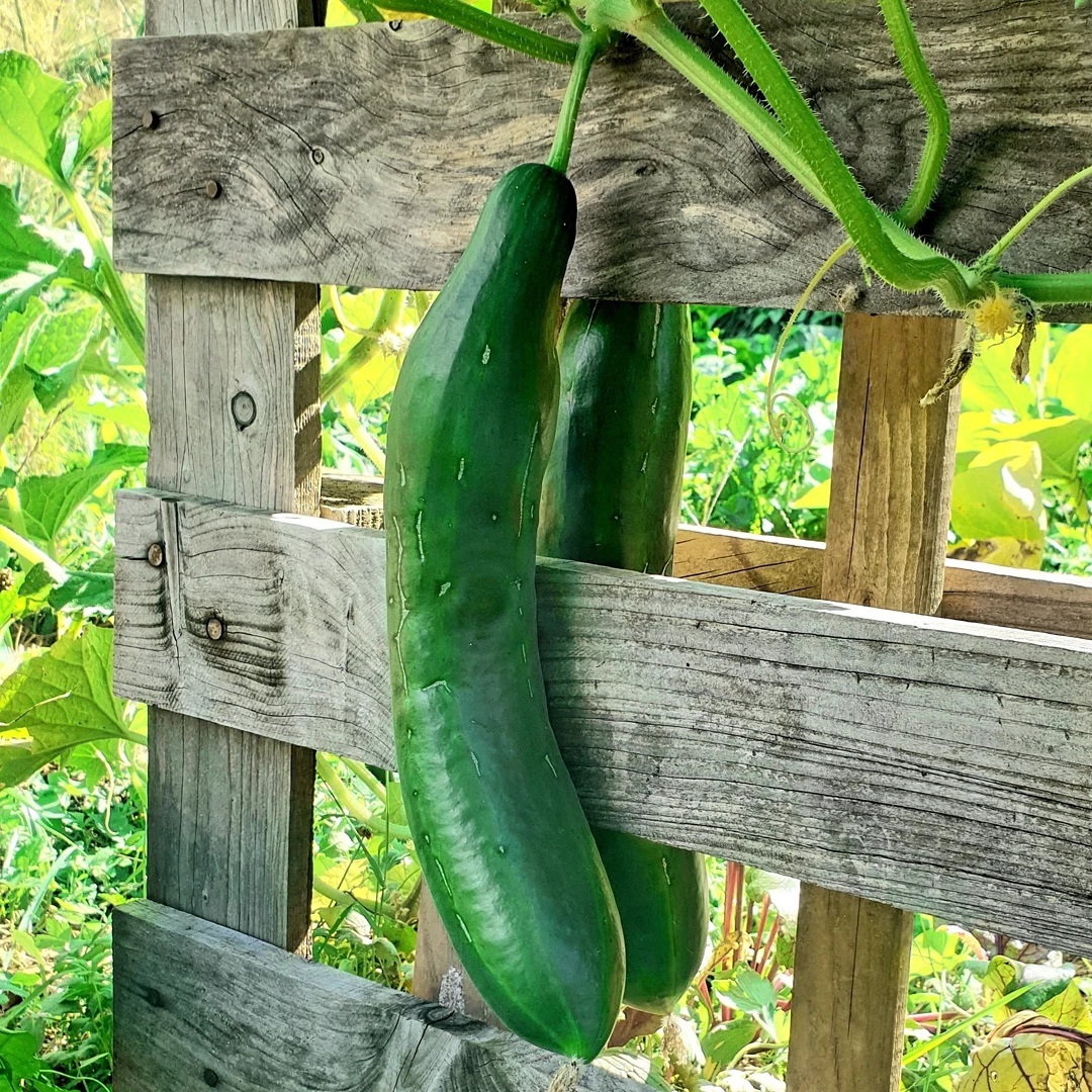 J'aime cueillir dans mon potager, profiter de nutriments pas détériorés par l'attente, le transport, re l'attente...
? J'aime quand les plantes montent selon leur envie, et créent des chemins très décoratifs et magiques...
?⬛ J'aime passer du temps à observer, et quand les chats viennent mette leur museau au milieu des feuilles et me tiennent compagnie..
? Des petites choses qui me donnent le sourire...
? Des petites choses qui finalment pour moi ne le sont pas tant..
Et vous, quelles sont les petites choses qui vous donnent le sourire ? ?
#nature #merci #perfection #potager #culture #naturopathe #naturopathie #richesse