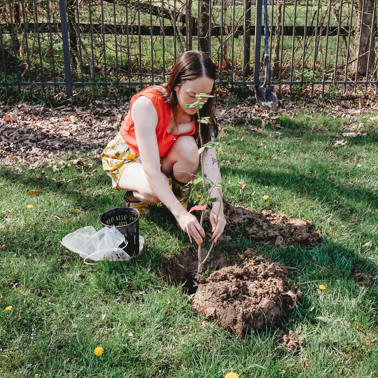 #ad @fastgrowingtrees is BOGO RIGHT NOW, go go go?? Spring is THE time to plant trees - trees to provide shade and cooling if you plant them close to your home, trees for food, trees for decoration, trees to clean the air around you and add some positive influence to the world? As always, use our link so you save money and I can get me even more trees?
https://www.fast-growing-trees.com/?coupon_code=FGTASHLEY20