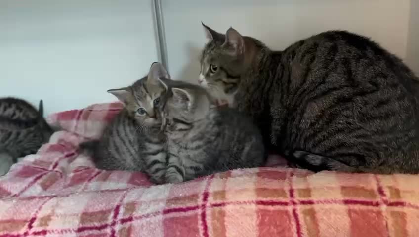 Het kittenseizoen is nu écht begonnen.
De afgelopen dagen zijn er meerdere kittens bij ons binnengekomen. Ook mama Mea kwam binnen, samen met haar prachtige baby’s. 🐾
Dit lieve gezinnetje mag de komende tijd opgroeien in één van onze gastgezinnen, waar ze alle rust en zorg krijgen die ze nodig hebben.
Mama Mea en haar kleintjes zijn op dit moment nog niet ter adoptie. Het heeft dus nog geen zin om voor hen te reageren.
#kittenseizoen #gastgezin #moederliefde #asieldieren #dierenliefde