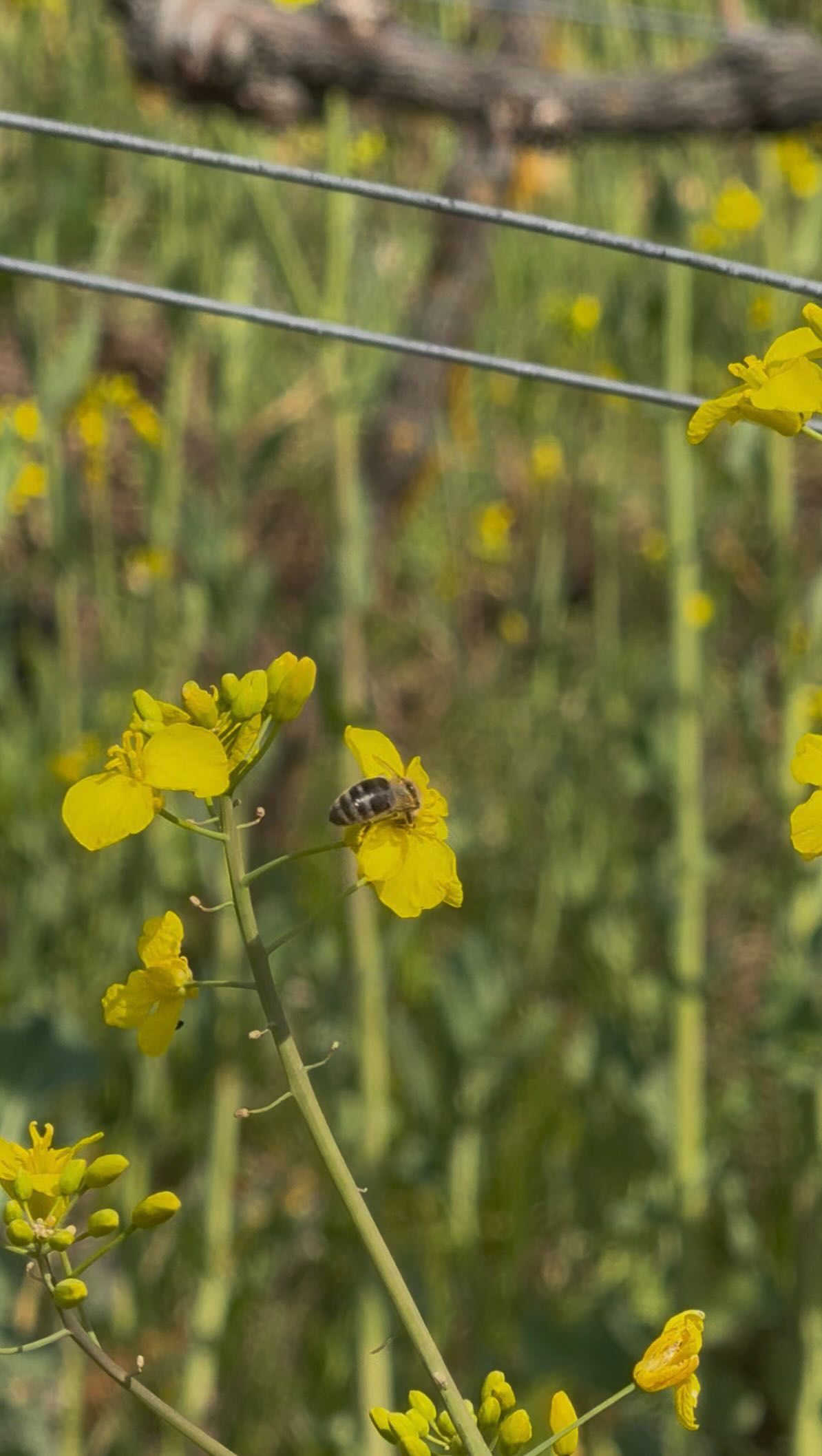 If bees could talk… ??
Zum Weltbienentag haben wir uns gefragt, was Bienen uns wohl sagen würden – und ihnen einfach mal das Wort gegeben ??
Wir sind ein Bio-Weingut und versuchen im Alltag genau das zu tun, was Bienen brauchen: Vielfalt im Weinberg.
Mit artenreicher Begrünung, die blühen darf und Nahrung für viele Insekten bietet.
Gemäht wird bei uns spät – oder wenn möglich nur gewalzt. So bleiben die Blüten länger stehen und der Weinberg bleibt lebendig!
#weltbienentag #artenschutz #naturland #bioweingut ifbeescouldtalk