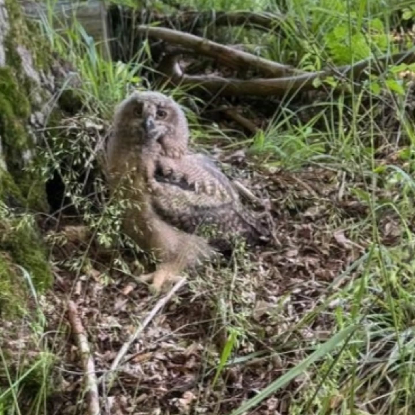 Ein Uhu Ästling ist rund 5 Wochen alt. Sie sind noch flauschig und klettern in der Umgebung rum. #uhu #ästling