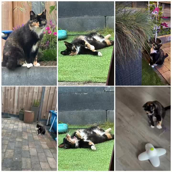 Hoe gaat het nu met: BRYNN!
We ontvingen deze fijne update van de nieuwe baasjes van Brynn, nu Boo:
“Hallo allemaal!! Hierbij een update van Brynn (nu Boo). Ze is bij ons sinds 13 maart en na 3 maanden is ze helemaal thuis bij ons! Ze komt lekker buiten, vangt torretjes en vliegjes en relaxen vindt ze ook erg fijn… hierbij een paar foto’s en filmpjes met een dikke knuffel voor jullie allemaal!!”
Lieve Boo en baasjes, heel veel geluk met elkaar en een dikke knuffel terug! ❤️🐾
#goudenmandje #poes #asieldier #dierenopvangtehuis #veelgeluk