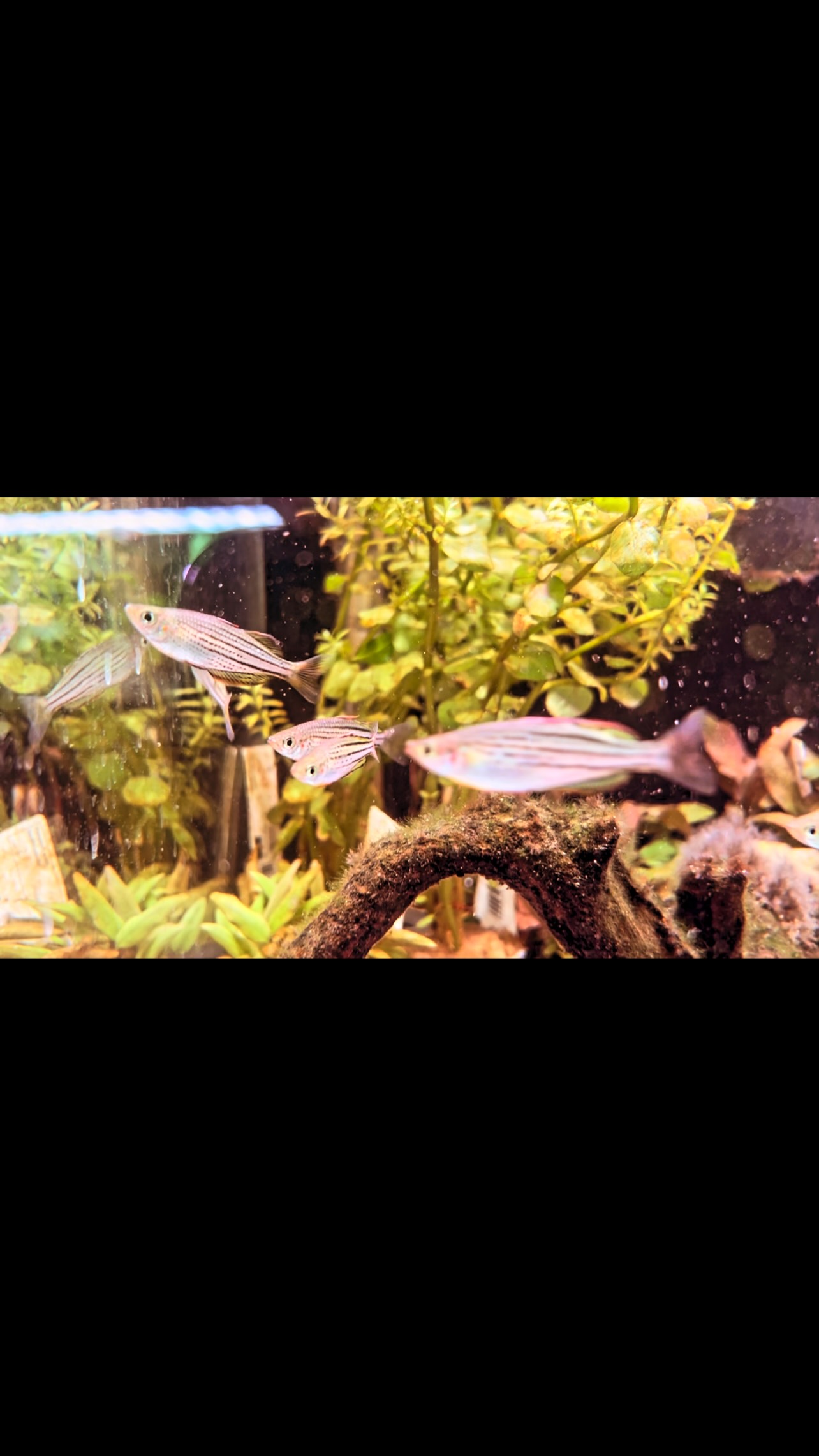 Esto y mucho más se encuentra en Aquasalvaje?❤️
〰️〰️〰️〰️〰️
?Plaza Ondarreta 1, Alcorcón.
〰️〰️〰️〰️〰️
? www.aquasalvaje.com
〰️〰️〰️〰️〰️
#aquascaping #fish #fishaquarium #fishtank #aquarium