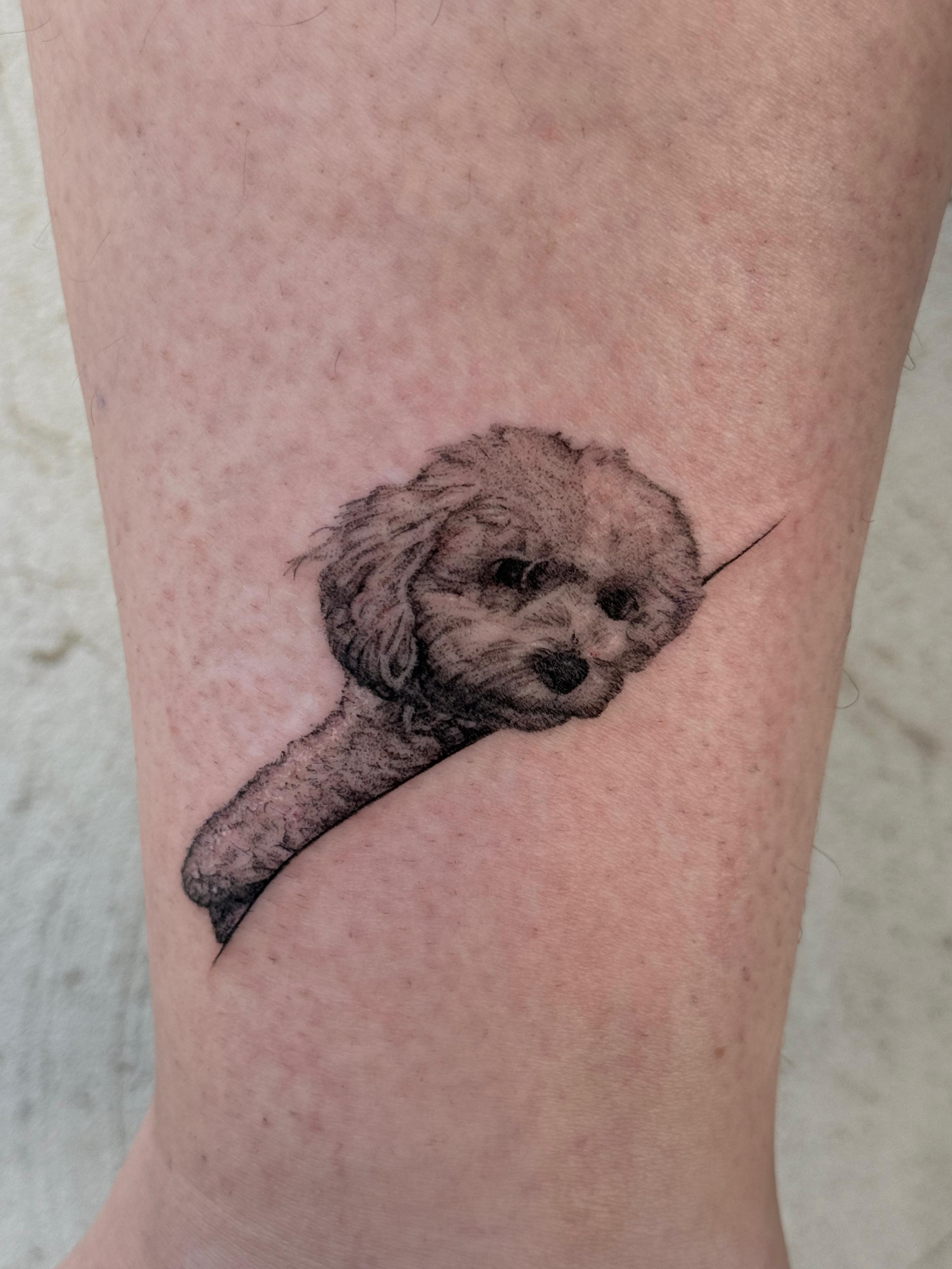 In memory of Toy🐩🤍 Done by @lieli.sa Thank you for…