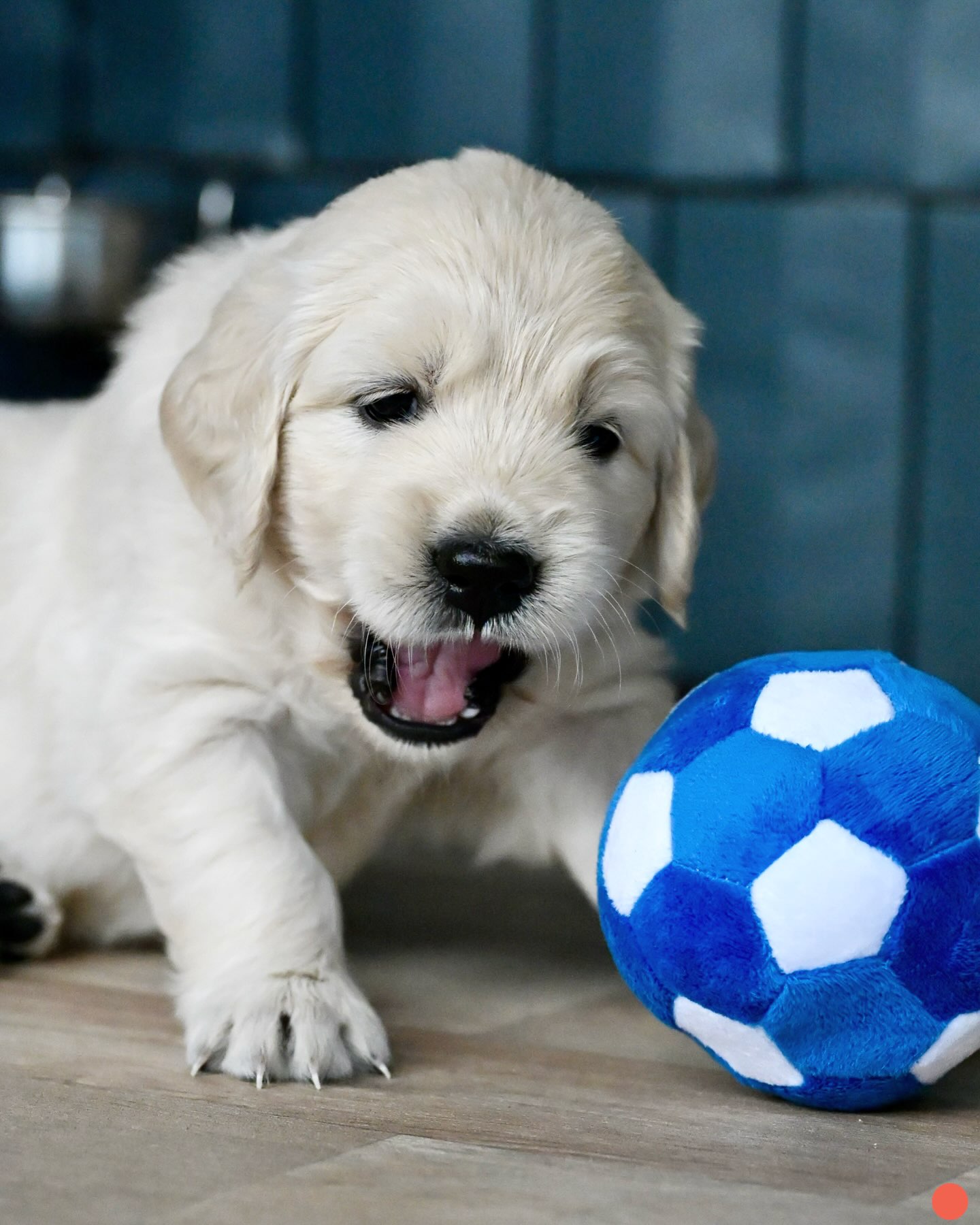 8 Wochen sind vorüber - unser C-Wurf, geb. am 16. Mai 2026, 🐾zieht heute aus 🥹