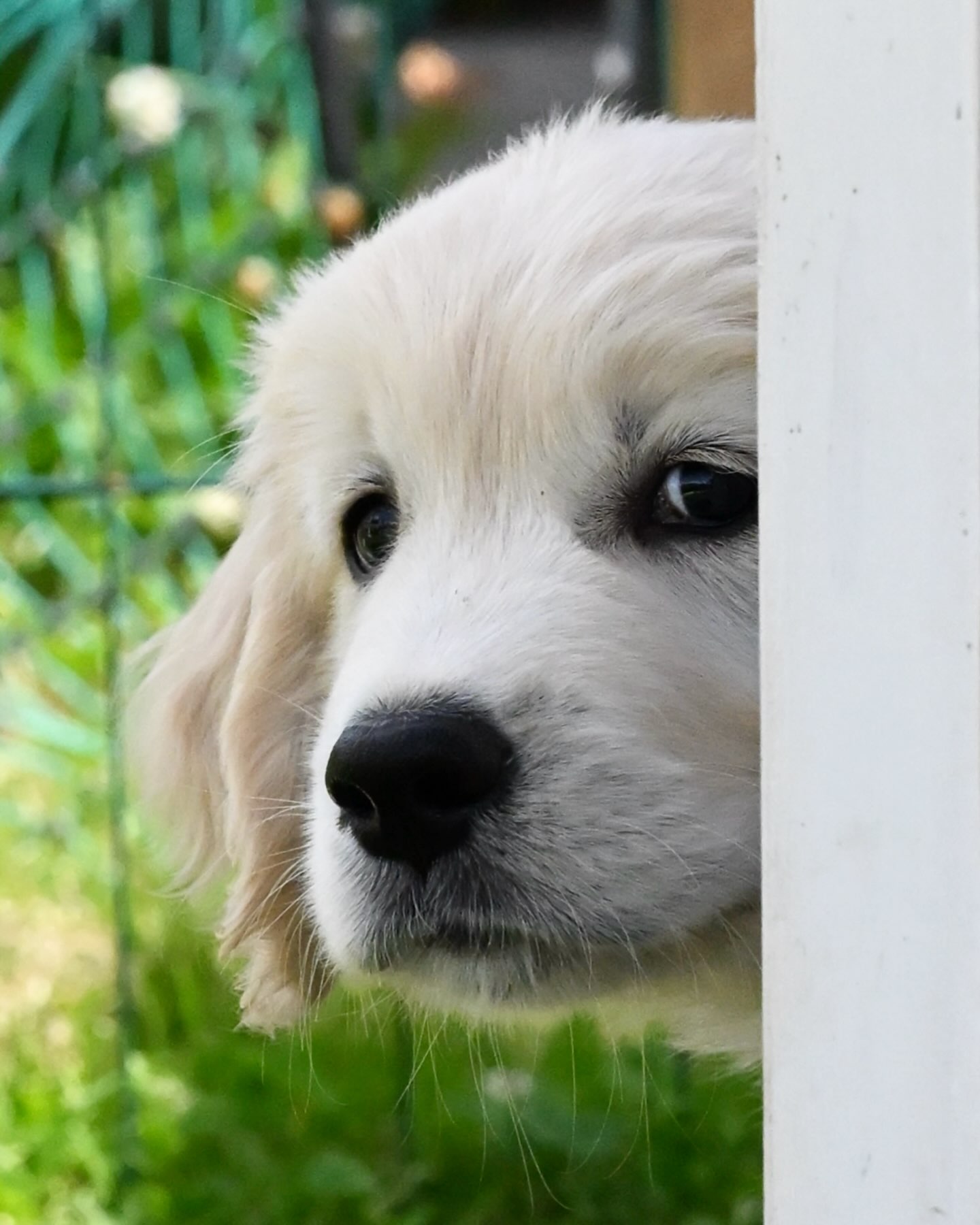 8 Wochen sind vorüber - unser C-Wurf, geb. am 16. Mai 2026, 🐾zieht heute aus 🥹