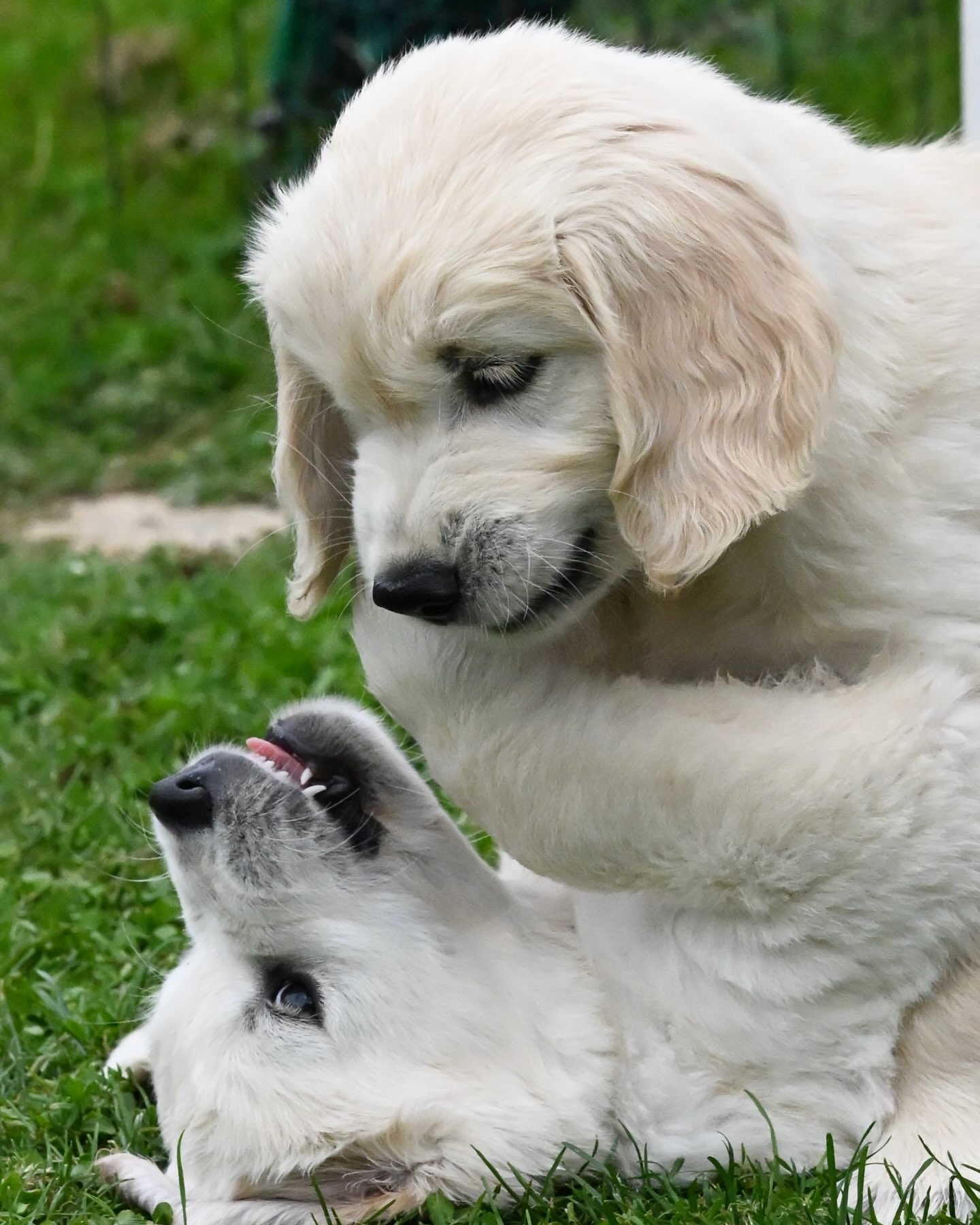 8 Wochen sind vorüber - unser C-Wurf, geb. am 16. Mai 2026, 🐾zieht heute aus 🥹