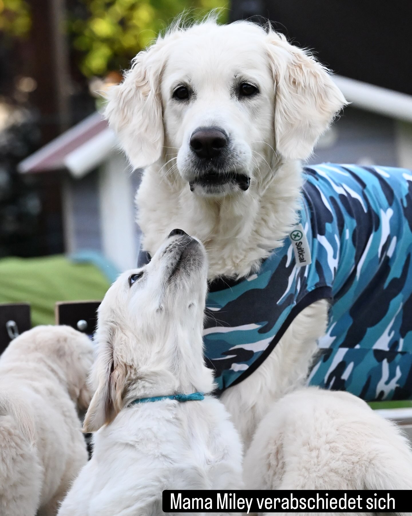 8 Wochen sind vorüber - unser C-Wurf, geb. am 16. Mai 2026, 🐾zieht heute aus 🥹