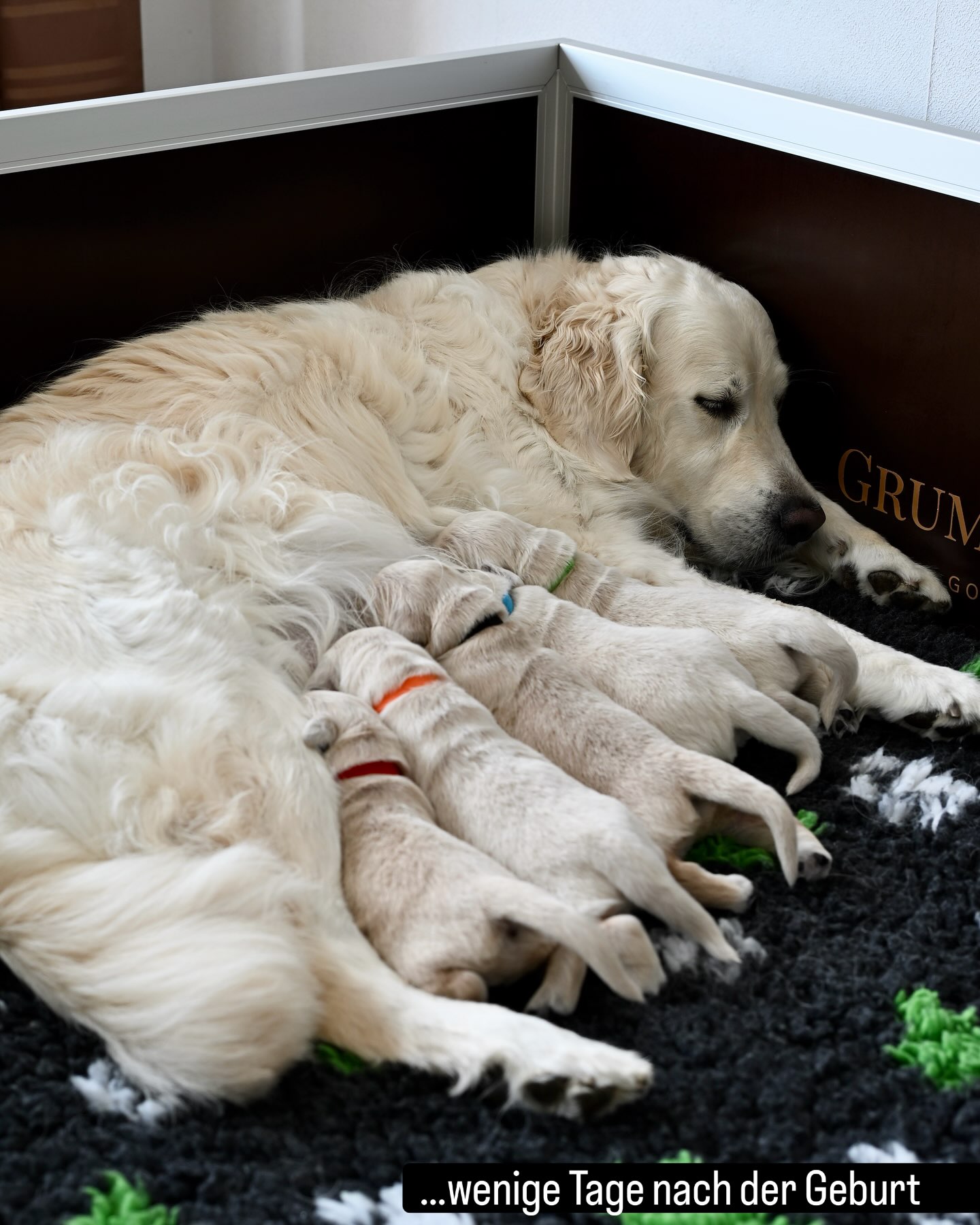 8 Wochen sind vorüber - unser C-Wurf, geb. am 16. Mai 2026, 🐾zieht heute aus 🥹