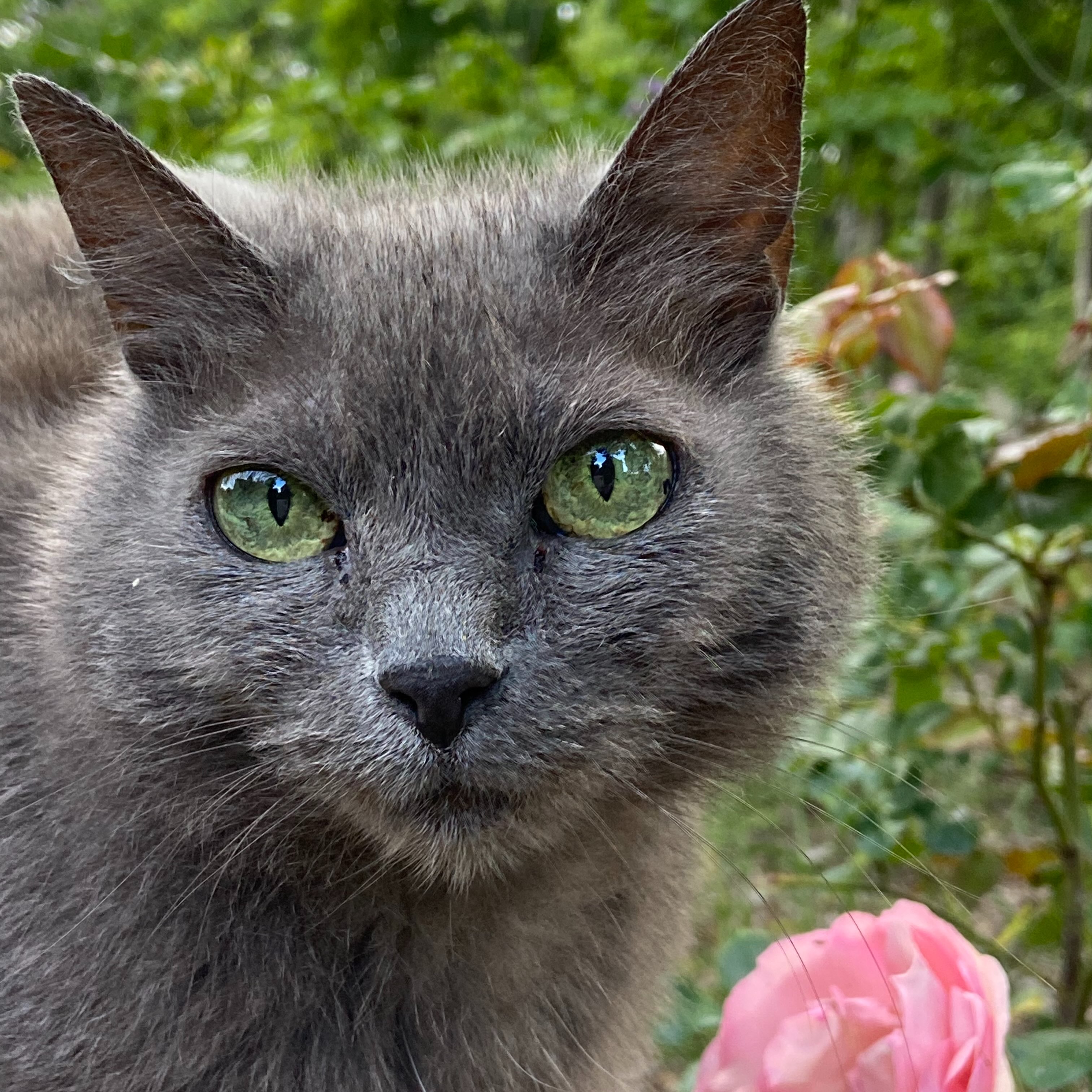 Notre chère Crunch qui aimait tant venir chercher les caresses des visiteurs du château de Rosa Bonheur, a fait sa dernière promenade dans le parc, salué les arbres, les fleurs, les papillons avant de partir rejoindre Rosa et la ménagerie…??