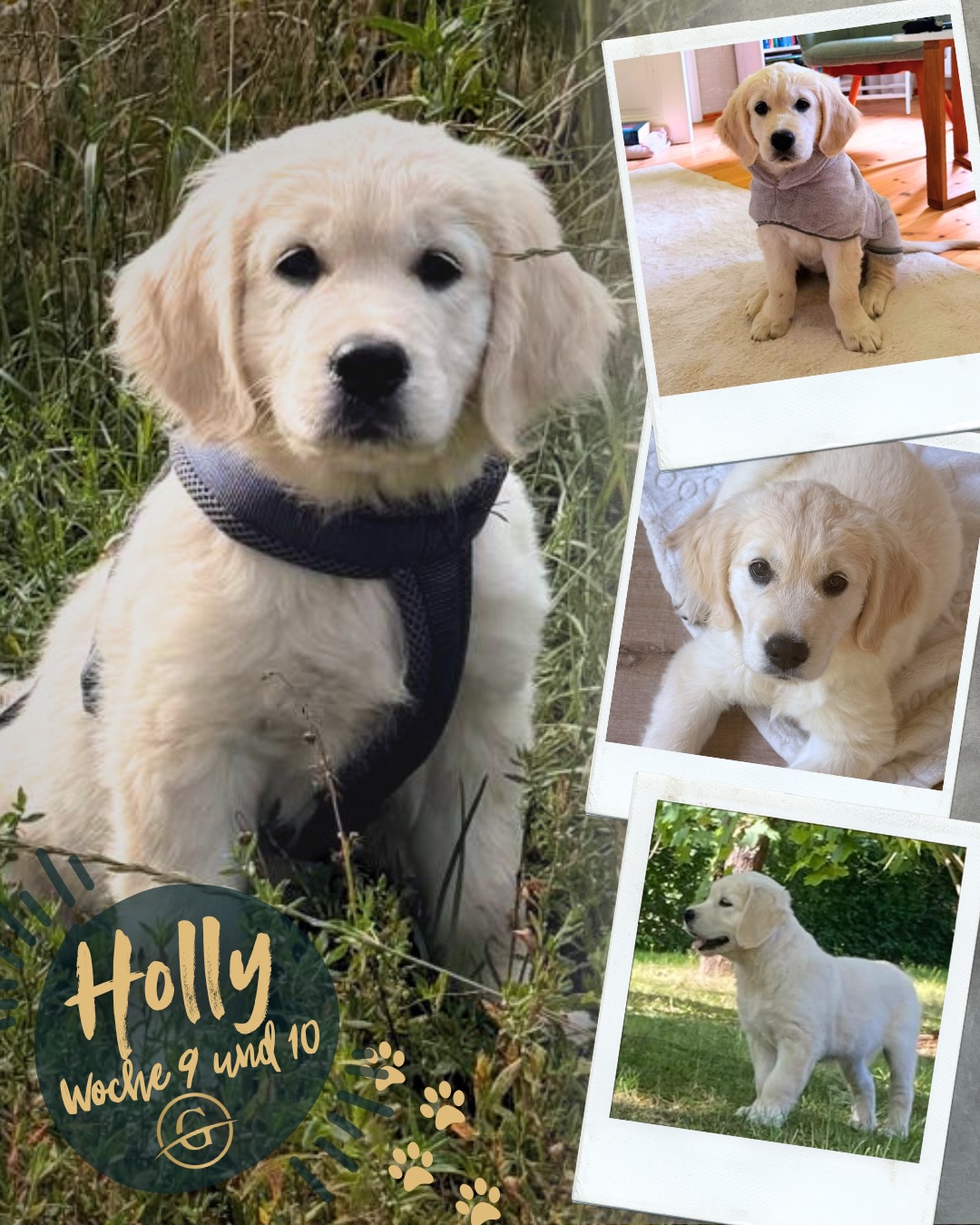 GRUMSINIES GOLDEN - UNSER C-WURF IST AUSGEZOGEN
Holly, Cello, Otis, Cedric und Ida haben sich alle wunderbar in ihren neuen Familien eingelebt und bereichern ihren Alltag mit ihrem liebevollen, neugierigen und verspielten Wesen. Ob heimliche Zucchini-Diebstähle, wilde Spielminuten, Abenteuer im Wald, Wasserspaß oder innige Kuscheleinheiten, jeder Welpe entwickelt dabei seinen ganz eigenen Charakter und entdeckt seine neue Welt auf seine Weise. Gemeinsam zeigen die fünf, wie schnell aus kleinen Fellnasen geliebte Familienmitglieder werden …
… mehr dazu unter
https://grumsinies.de/unser-c-wurf-ist-ausgezogen/
