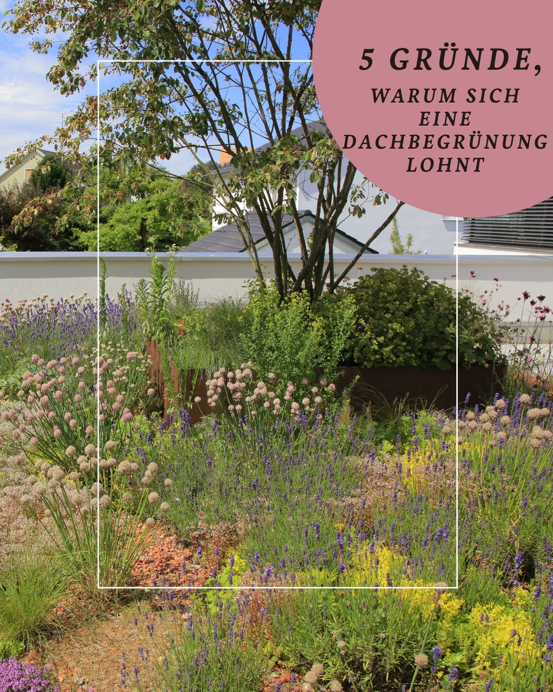 Die meisten Dächer erfüllen genau eine Aufgabe:
Sie schützen, was darunter liegt.
Begrünte Dächer können deutlich mehr. 🌿
Sie schaffen Lebensraum, helfen bei Hitze, halten Regenwasser zurück und machen selbst kleine Gebäude zu einem natürlichen Teil des Gartens.
Das Besondere:
Viele ihrer Vorteile sieht man nicht sofort. Man spürt sie.
Welche das sind, zeigen wir euch im Beitrag. 👇
#gaertnervoneden #dachbegrünung #naturnahergarten #gartenwissen #klimafittergarten
