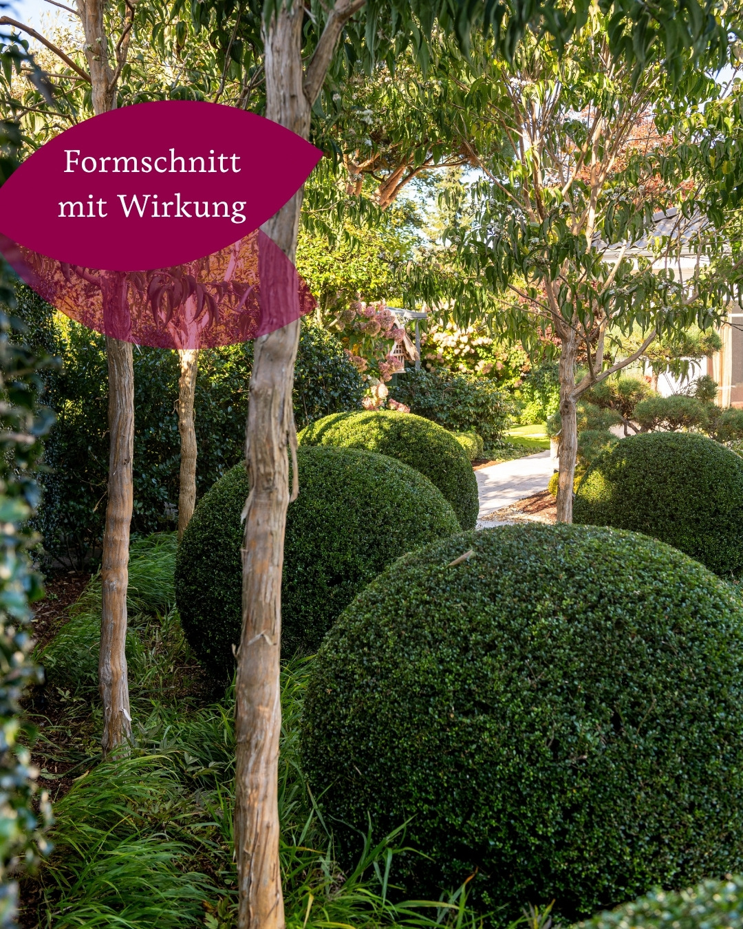 Manchmal braucht ein Beet noch mehr Wirkung. 🌿
Zwischen lockeren Stauden und üppigen Blüten bringt ein Bepflanzung mit Formschnitt Ruhe in das Beet und lassen Übergänge fließen.
Manchmal darf Formschnitt jedoch genau das Gegenteil sein: auffallen.
Ein besonderer Solitär oder ein charaktervoller Bonsai wird zum absoluten Blickfang.
Dezent oder auffällig – wie gefällt euch Formschnitt am besten?
#gaertnervoneden #formschnitt #pflanzgestaltung #gartendesign #garteninspiration