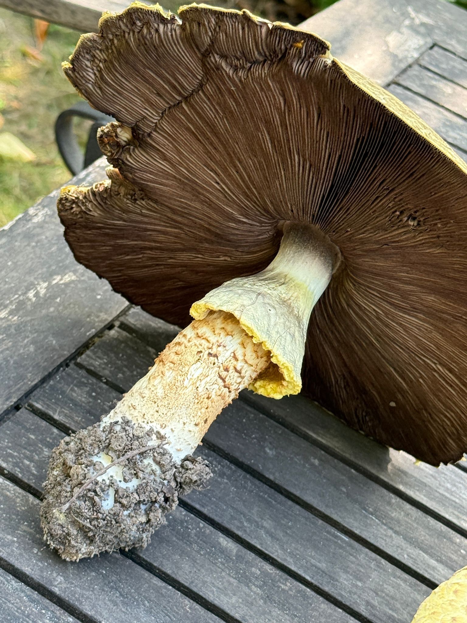 Unsere Gärtner haben diese riesigen Pilze in einem Kunden Garten entdeckt und wir waren ehrlich gesagt echt beeindruckt
Gefühlt war da gestern noch nichts. Und heute findest du eine gleichen Stelle eine Ansammlung von Pilzen, und zwar in XXL!
Schon verrückt, was die Natur in kürzester Zeit scheinbar aus dem Nichts entstehen lässt. Diese kleinen – oder in diesem Fall ziemlich großen – Überraschungen machen Gärten doch immer wieder faszinierend.
#natur #pilze #gärtnervoneden #galabau #garten