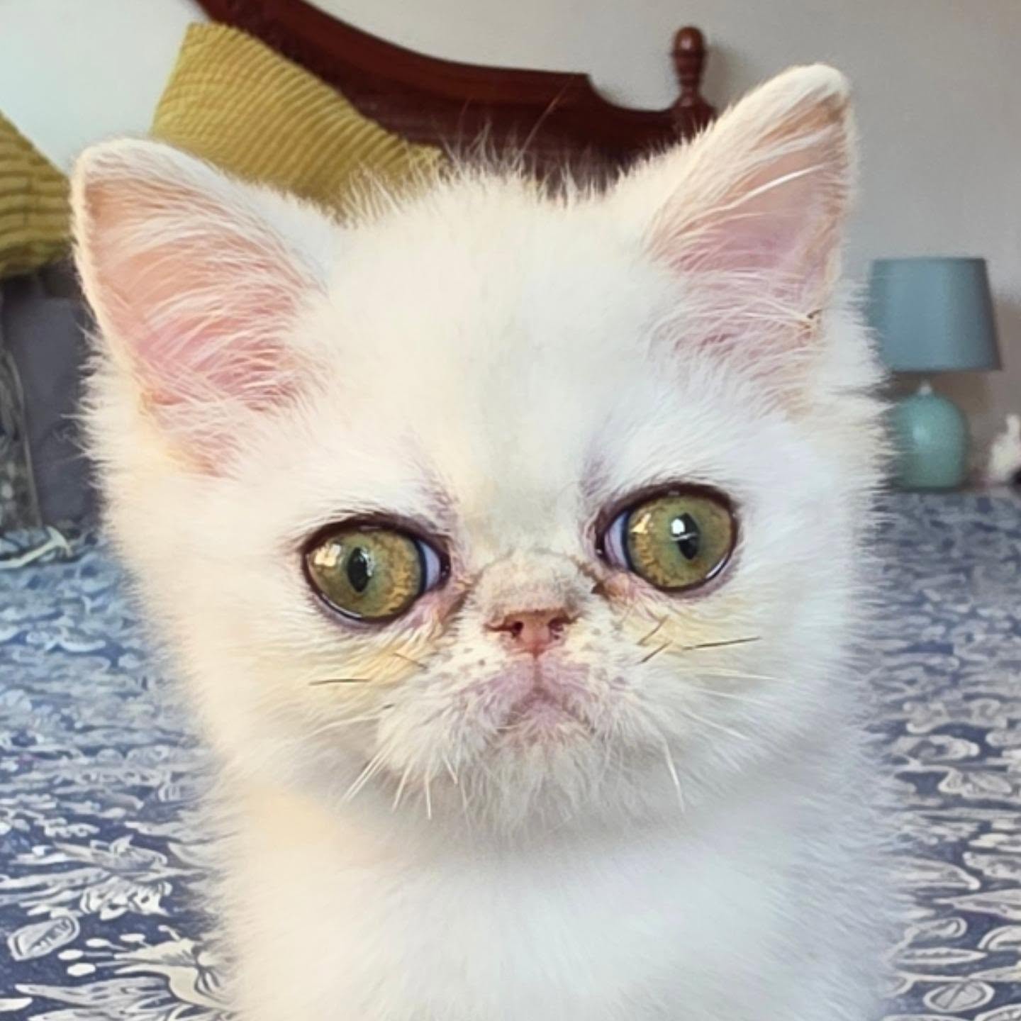 Narf Ryma, shaded silver exotic female
Parents
CFA CH Narf Shiro X Narf Ramona
Www.narfcattery.com
Www.facebook.com/narfcattery
#cats catsofinstagram #gatoexotico silvershaded narfcattery exotic exotico breeder catstagram #chinchillacat valencia greeneyes catoftheday gato