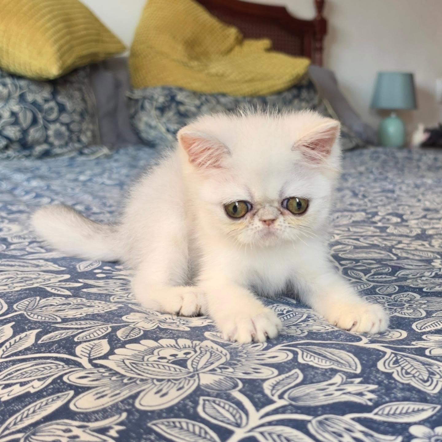 Narf Ryma, shaded silver exotic female
Parents
CFA CH Narf Shiro X Narf Ramona
Www.narfcattery.com
Www.facebook.com/narfcattery
#cats catsofinstagram #gatoexotico silvershaded narfcattery exotic exotico breeder catstagram #chinchillacat valencia greeneyes catoftheday gato
