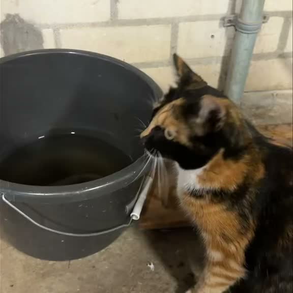 Hoe gaat het nu met: MOLLY!
We ontvingen deze fijne video-update van de nieuwe baasjes van Molly:
“Hoi
Ik wilde dit filmpje even naar je doorsturen van onze gekke Molly. Ze drinkt het liefst uit een emmer water.”
Lieve Molly en baasjes, heel veel geluk met elkaar! ❤️🐾
#geadopteerd #molly #waterpret #dierenopvangtehuis #bommelerwaard
